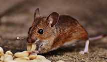 customized-pest-control-for-high-security-facilities Experts in Dewitt